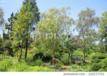 白胸洗瓶花 120157791