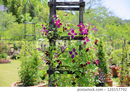 鐵線蓮花 鐵線蓮花 120157792