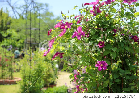 Clematis Flower Remembrance 120157794
