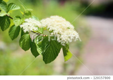 Garlic flowers Garlic flowers 120157800
