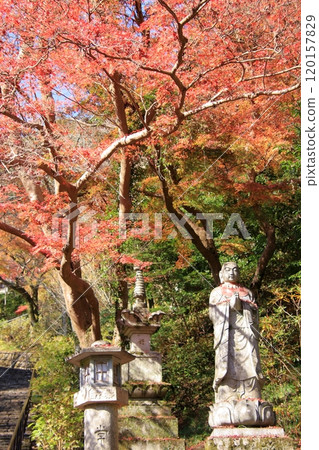 長谷寺,奈良縣的一座秋葉寺廟 長谷寺,奈良縣的一座秋葉寺廟 120157829