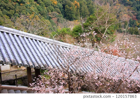 長谷寺，奈良縣的一座秋葉寺廟 120157863