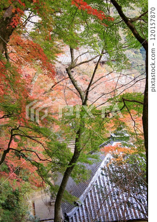 長谷寺,奈良縣的一座秋葉寺廟 長谷寺,奈良縣的一座秋葉寺廟 120157870