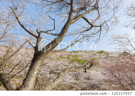 Cherry blossoms at Hanadate Park (Nichinan City, Miyazaki Prefecture) Cherry blossoms at Hanadate Park (Nichinan City, Miyazaki Prefecture) 120157937