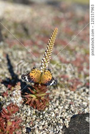 豹紋蝴蝶 Tsumerenge 豹紋蝴蝶 Tsumerenge 120157963