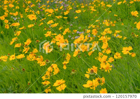 Flowers of Coreopsis grandiflora is growing in garden. Countryside. Yellow flowers in meadow. Blooming flowers. Cottage garden. 120157970