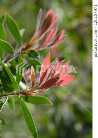 Bottlebrush young leaves leaf pattern Bottlebrush young leaves leaf pattern 120157971