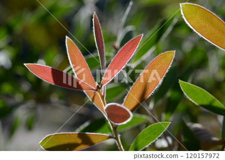 洗瓶刷葉圖案的幼葉 120157972