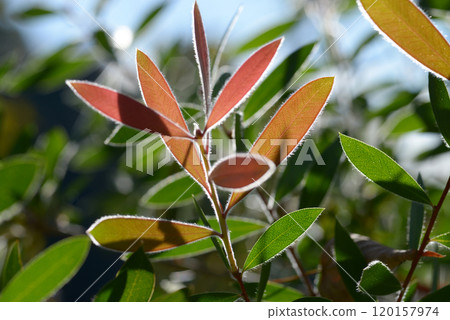 洗瓶刷葉圖案的幼葉 120157974