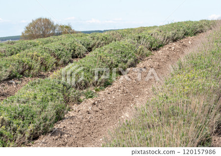 Lavender bushes in the spring before the baby season. The plants are green and growing in the field. 120157986
