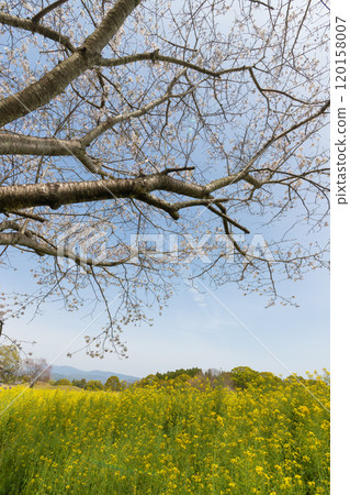 西都原古墳群的櫻花和油菜花(宮崎縣西都市) 西都原古墳群的櫻花和油菜花(宮崎縣西都市) 120158007