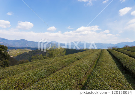 Tea fields and blue skies (Asagiri Town, Kumamoto Prefecture) 120158054