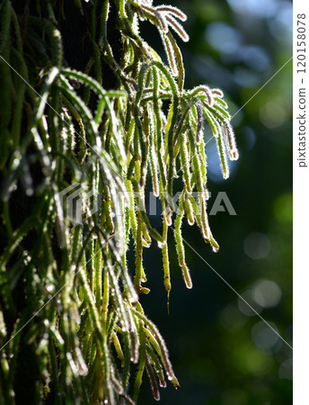 Ripusarisu Ripusarisu 120158078