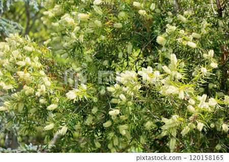 White bottlebrush flower White bottlebrush flower 120158165