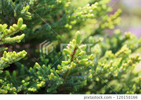 新鮮的松芽 120158166
