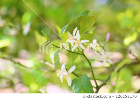 可愛的檸檬花 120158170