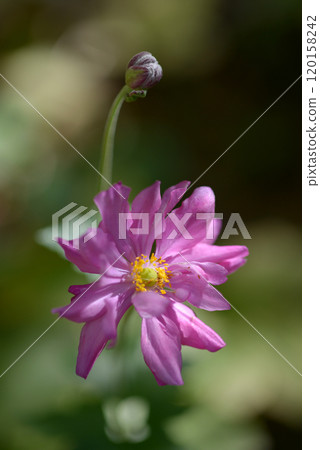 Kibunegiku 120158242