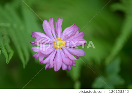 貴船菊 貴船菊 120158243