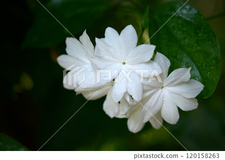 沙姆索基 120158263