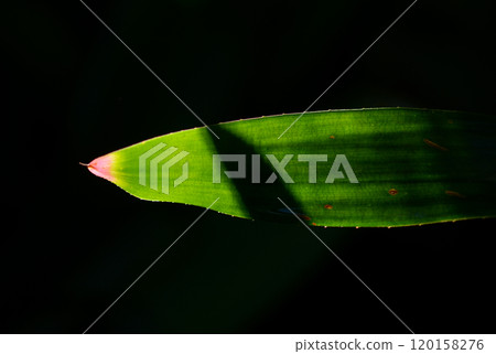 Neoregelia Clienta 120158276