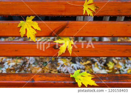 Fallen yellow maple leaves on wet orange bench, vibrant autumn background, color and texture Fallen yellow maple leaves on wet orange bench, vibrant autumn background, color and texture 120158403