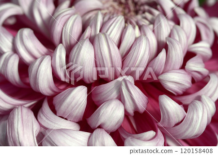 Chrysanthemum petals flower pattern Chrysanthemum petals flower pattern 120158408