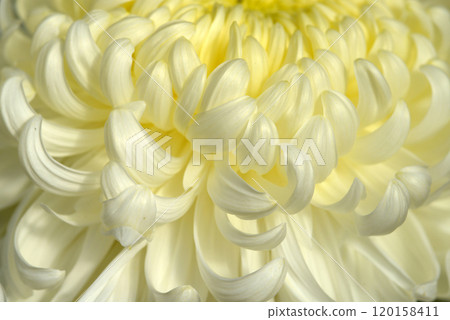 Chrysanthemum petals flower pattern 120158411