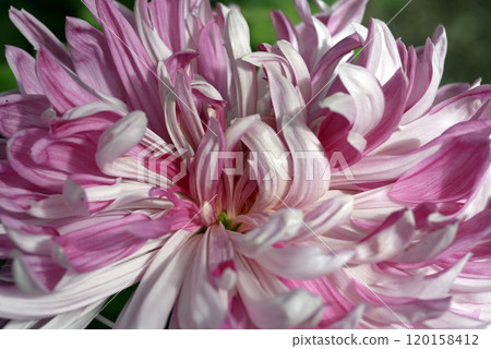 Chrysanthemum petals flower pattern Chrysanthemum petals flower pattern 120158412