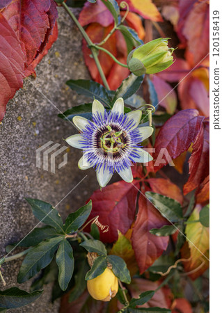 A vibrant passionflower blooms amidst colorful autumn leaves in garden setting during the fall season 120158419