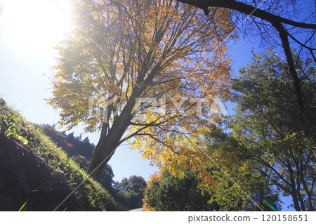 陽光下呈現美麗色彩的紅葉(群馬縣_路邊車站月夜野八瀨水上樂園) 陽光下呈現美麗色彩的紅葉(群馬縣_路邊車站月夜野八瀨水上樂園) 120158651