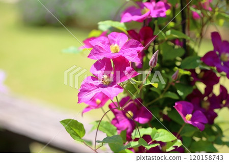 Clematis flower 120158743