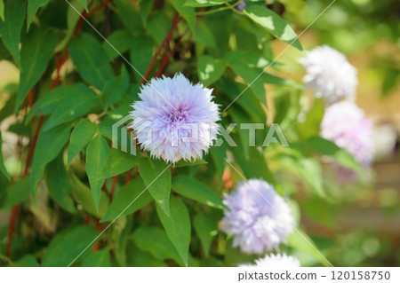 Clematis flower Josephine 120158750