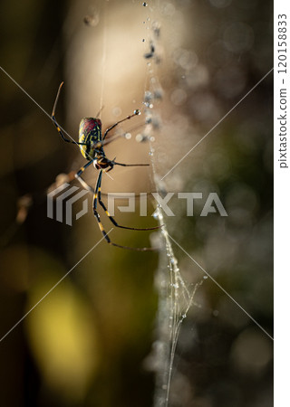 Girl spider 120158833