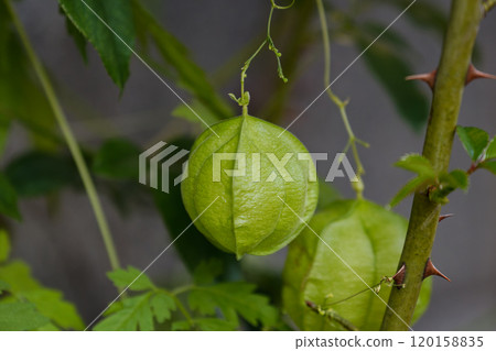 風仙葛 01 120158835