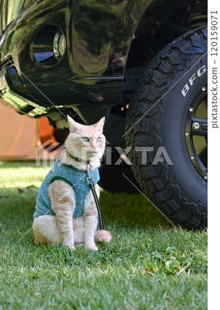Veteran Camp Cat 120159071