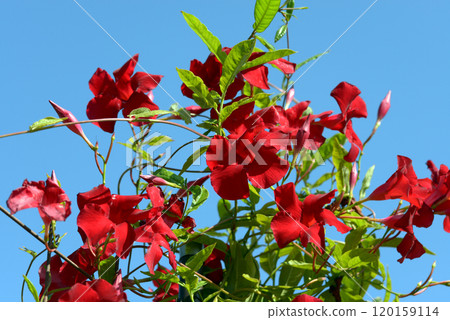 Mandeville Saint Parasol Mandeville Saint Parasol 120159114