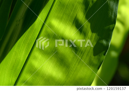 葉紋自然造型 葉紋自然造型 120159137