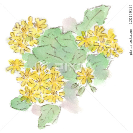 Watercolor illustration of an autumn plant, Yakushisou (Yakushisou) with yellow flowers Watercolor illustration of an autumn plant, Yakushisou (Yakushisou) with yellow flowers 120159155
