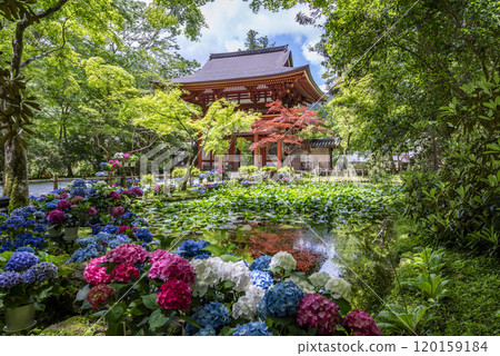 奈良縣宇陀市室羅如神高野室生寺、仁王門和池塘裡的繡球花 奈良縣宇陀市室羅如神高野室生寺、仁王門和池塘裡的繡球花 120159184