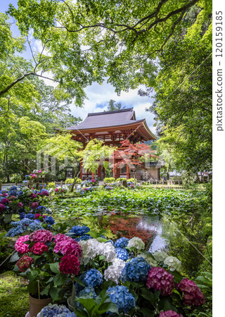 奈良縣宇陀市室羅如神高野室生寺、仁王門和池塘裡的繡球花 120159185