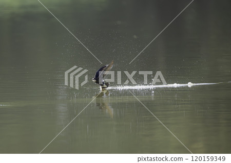 雨燕在水面高速飛行 雨燕在水面高速飛行 120159349