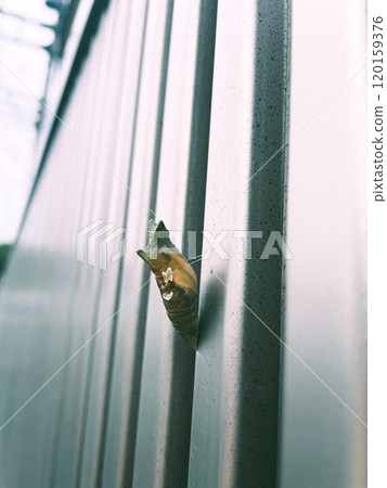 Swallowtail butterfly pupa 5 attached to the exterior fence 120159376