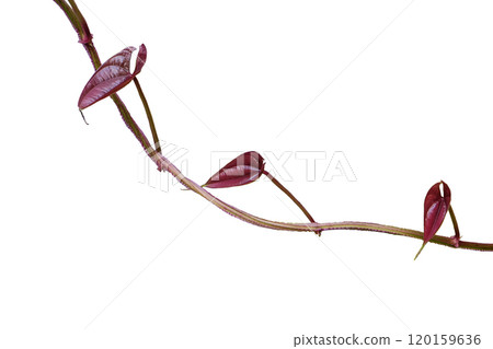 Hanging vines leaves of Yam plant Hanging vines leaves of Yam plant 120159636