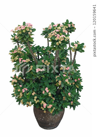 Euphorbia milii in pot 120159641