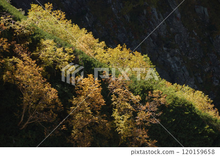 Bright autumn leaves Shining in the morning backlit light @Kamikochi Resort Area Bright autumn leaves Shining in the morning backlit light @Kamikochi Resort Area 120159658