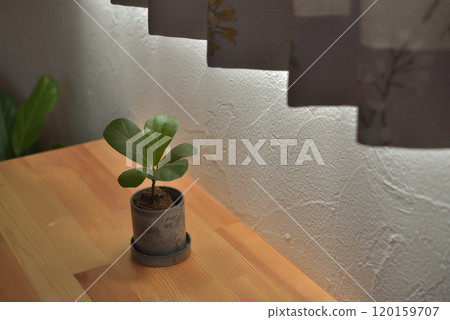 觀賞植物榕樹 觀賞植物榕樹 120159707