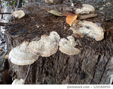 Satoyama Satoyama 120160050