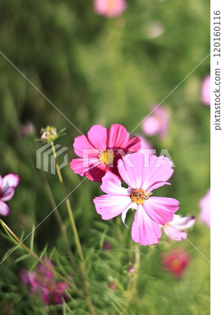 Landscape with cosmos flower Landscape with cosmos flower 120160116