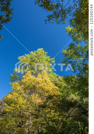 Autumn scenery of Amagase Forest Park, Uji City, Kyoto Prefecture Autumn scenery of Amagase Forest Park, Uji City, Kyoto Prefecture 120160144