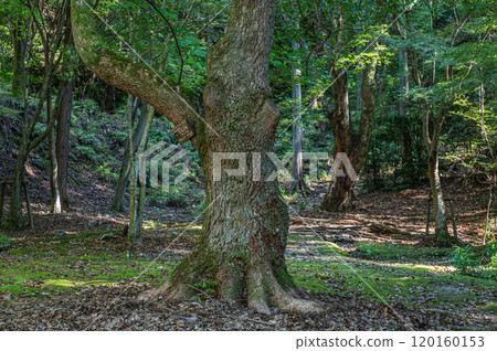 京都府宇治市天瀨森林公園的秋景 京都府宇治市天瀨森林公園的秋景 120160153